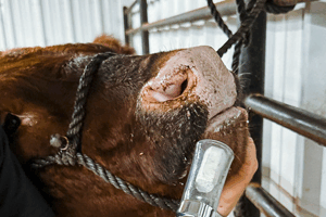 Veterinary Instruments