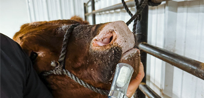 Veterinary Instruments