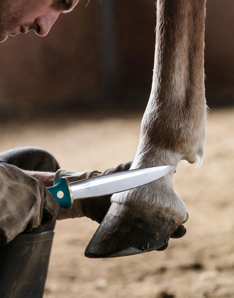 Hoof Knives