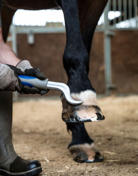 Hoof Picks