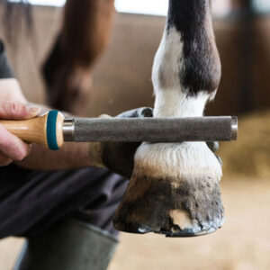 Hoof Rasp