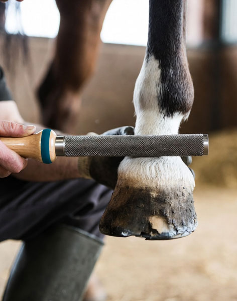 Hoof Rasp
