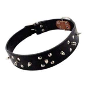 Dog Collar W/Studs
