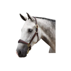 Red Barn Rachel Halter