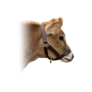 Leather Calf Halter