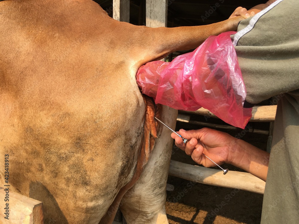Artificial Insemination Equipment’s