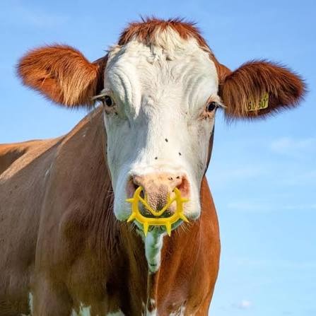 Calf Weaner / Anti Sucking Preventers