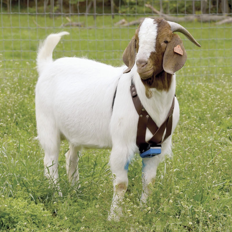 Harness