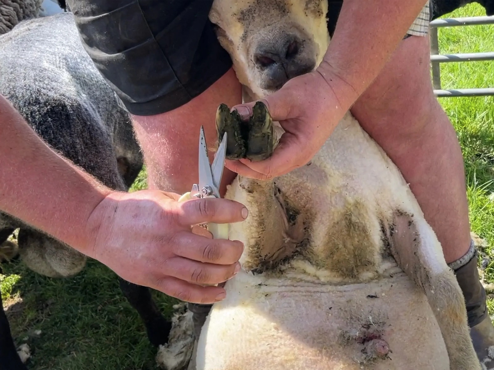 Hoof & Claw Shears