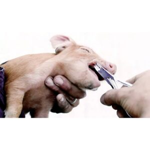 Pig Tooth Nipper