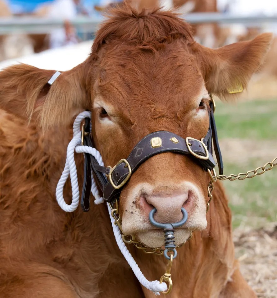 Bull Lead / Holders