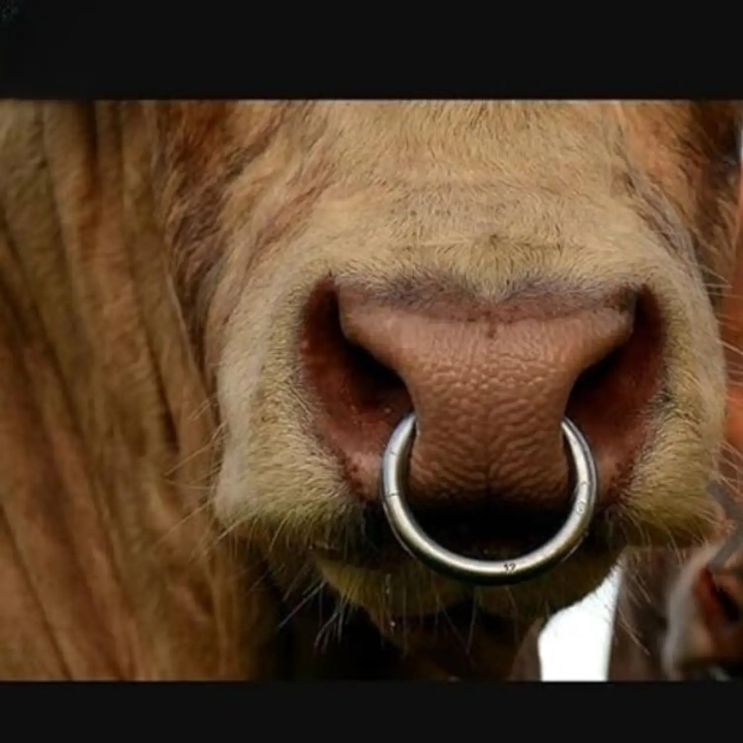 Bull Nose Rings