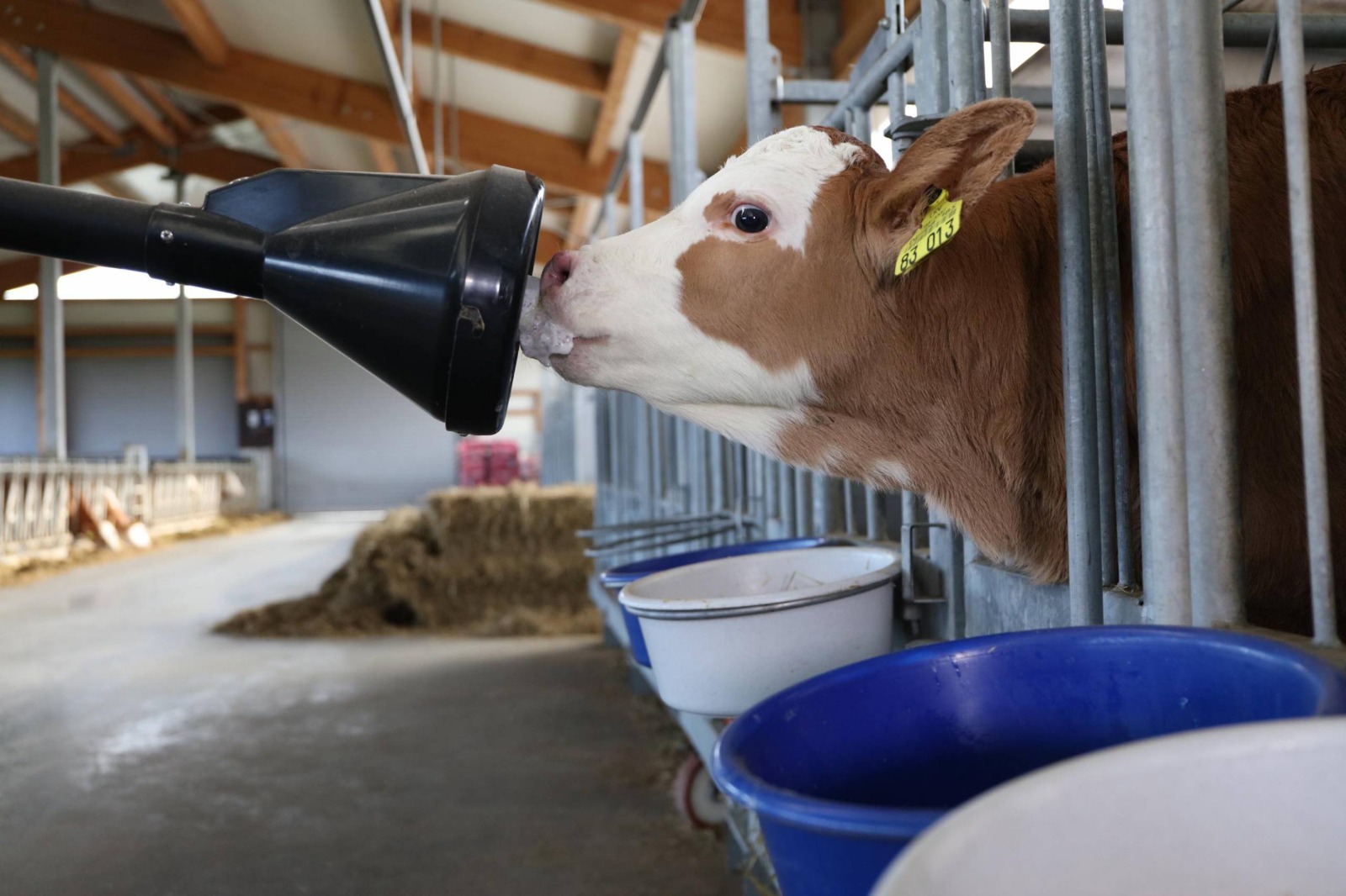 Dairy Products