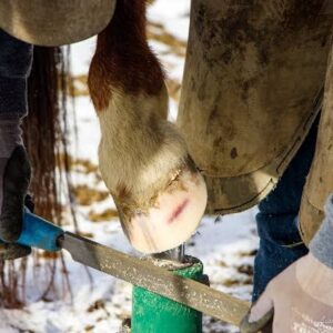 Hoof Rasp