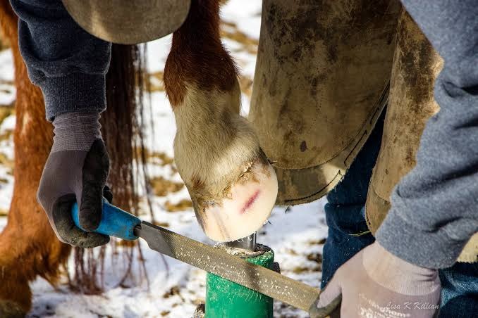 Hoof Rasp