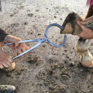 Hoof Tester