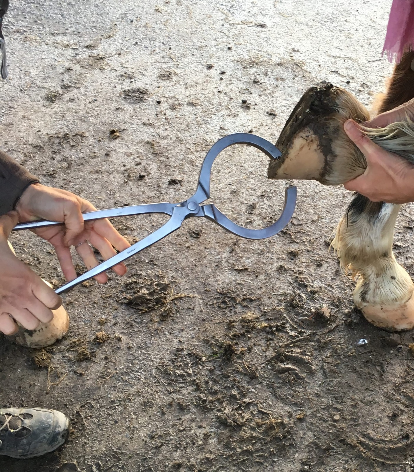 Hoof Tester